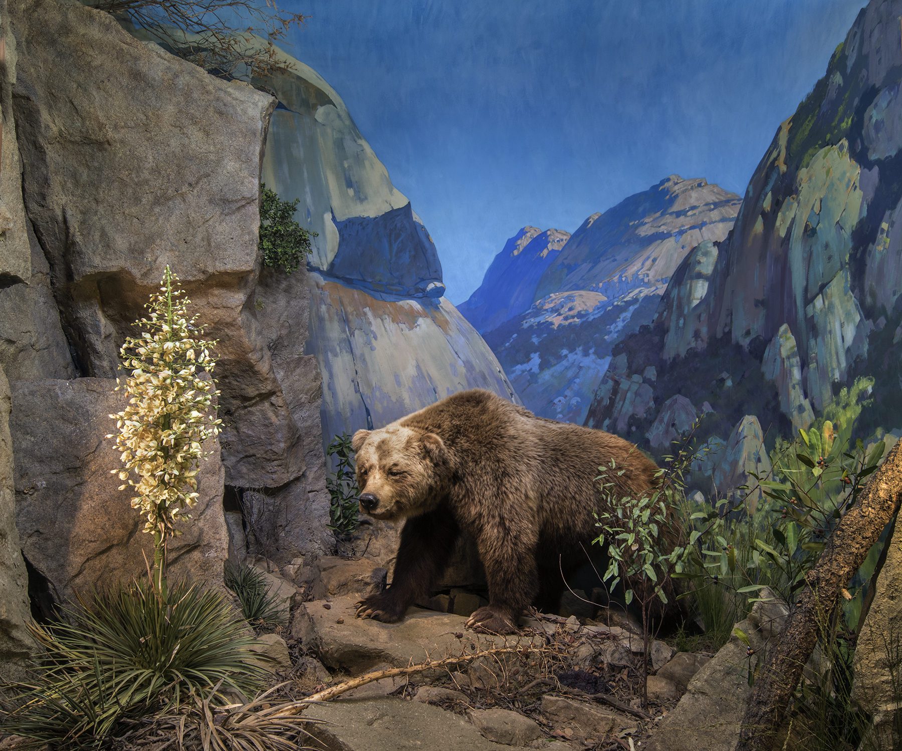 Mammal Hall, Santa Barbara Museum of Natural History